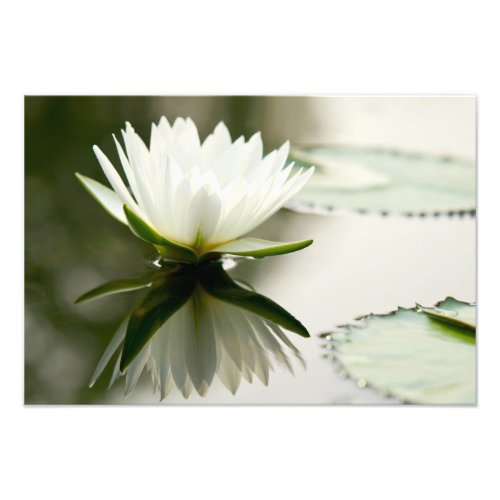 Lotus Photo Print