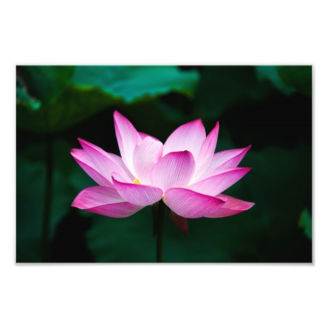 lotus photo print (Front)