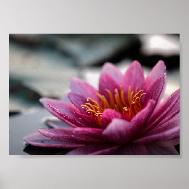 LOTUS PHOTOGRAPHIC POSTER (Front)