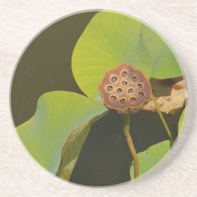 Lotus Pod and Lilly Pad Drink Coaster (Front)