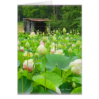 Lotus Pond Full of Blooming Flowers Cards
