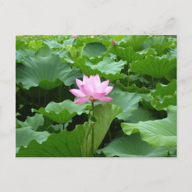 Lotus Post Card (Front)