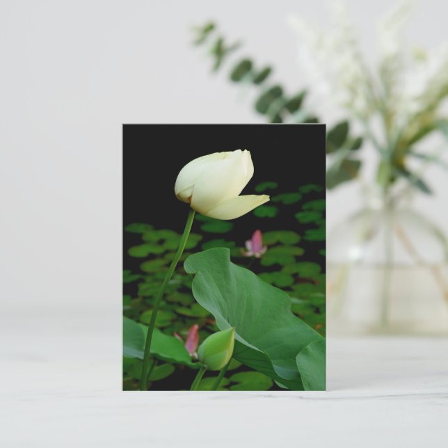 Lotus Postcard (Standing Front)