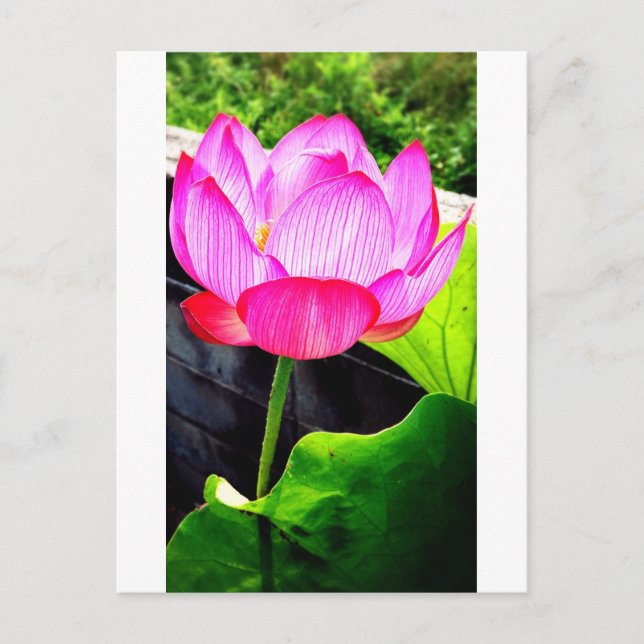 Lotus Postcard (Front)