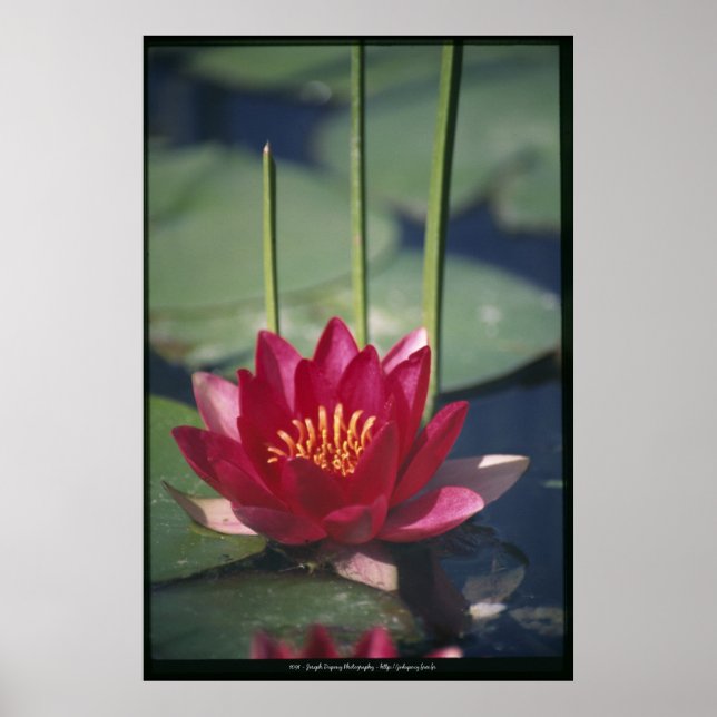 lotus poster (Front)