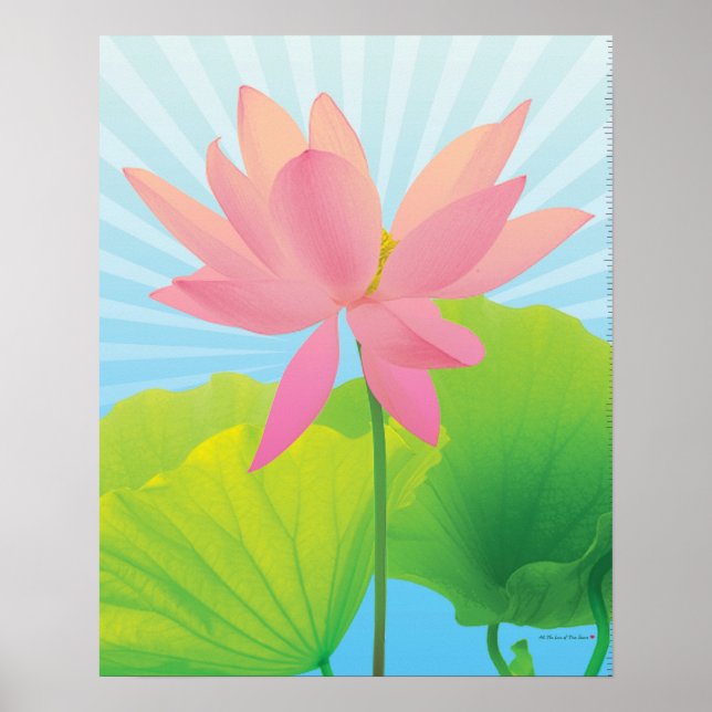 Lotus Poster (Front)