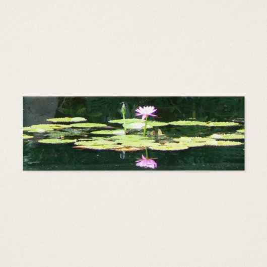 Lotus Reflections (Front)