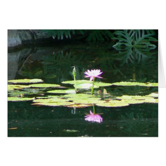 Lotus Reflections Cards (Front Horizontal)
