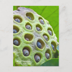 Lotus Seeds Postcard