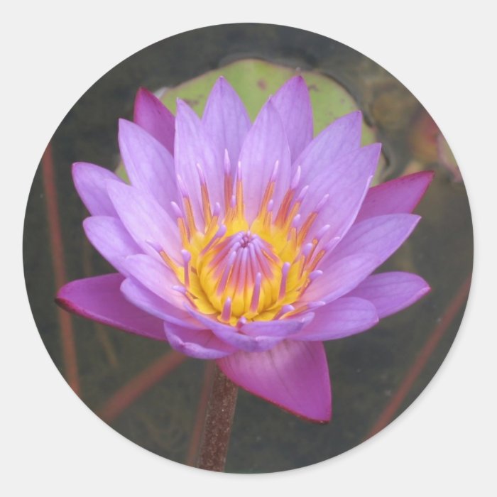 Lotus Stickers