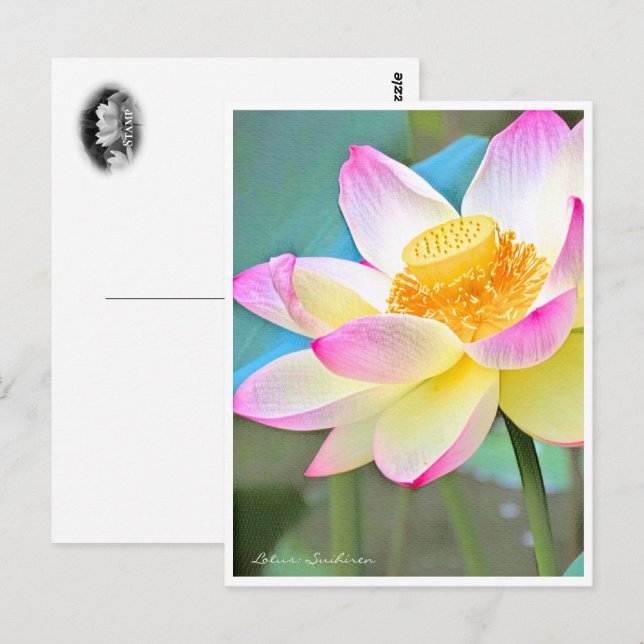 Lotus "Suihiren" Postcard (Front/Back)