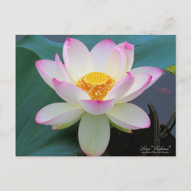 Lotus "Suihiren" Postcard (Front)
