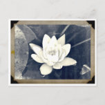 Lotus Vintage Photograph Postcard at Zazzle