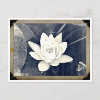Lotus Vintage Photograph Postcard by TINYLOTUS at Zazzle
