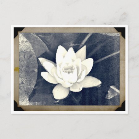 Lotus Vintage Photograph Postcard