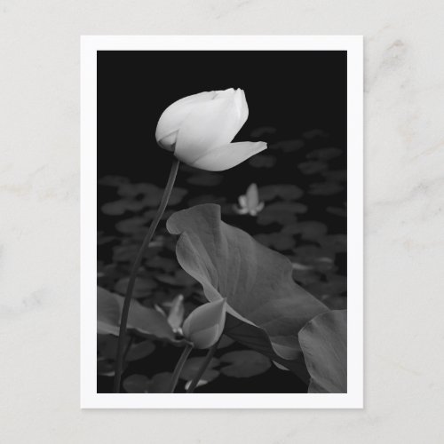 Lotus Water Lily Bud Postcard