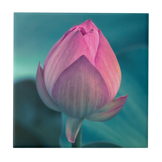 Lotus Water Lily Flower Ceramic Tile (Front)