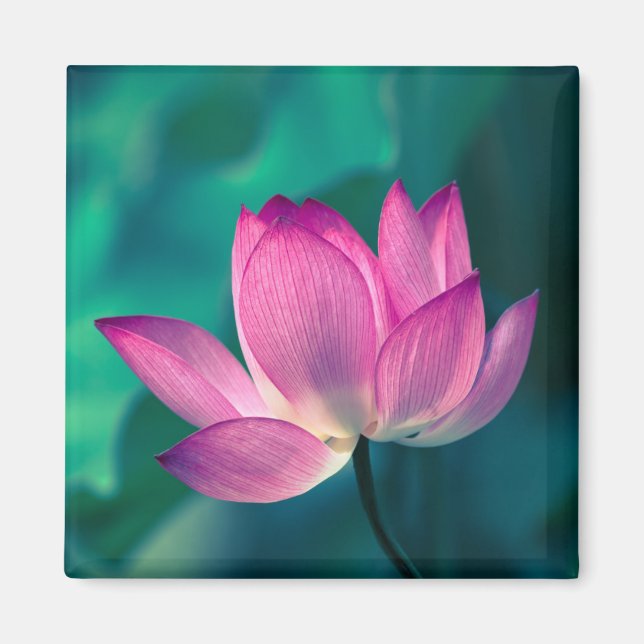 Lotus Water Lily Flower Magnet (Front)