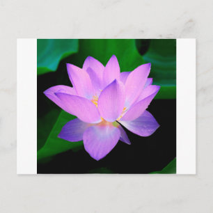 lotus water romantic date bridal peace hope love postcard
