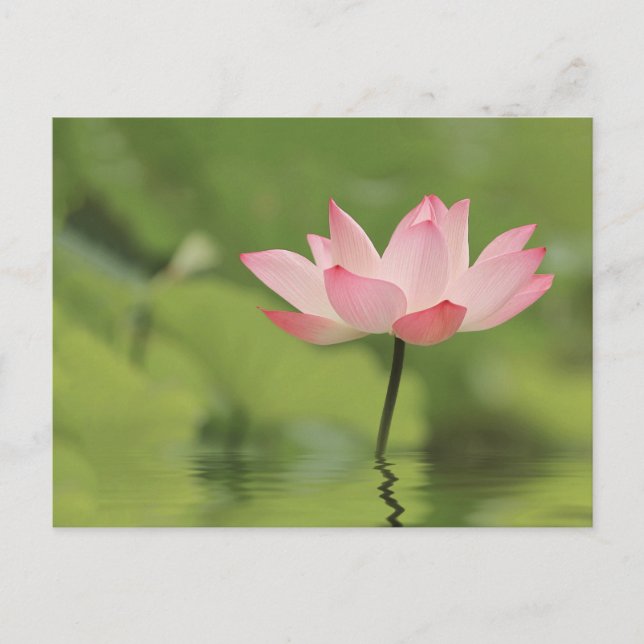 Lotus Zen Postcard (Front)