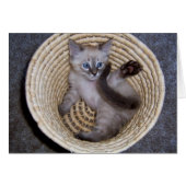 Louie Kitten Basket Antics (Front Horizontal)
