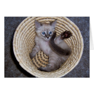 Louie Kitten Basket Antics Cards