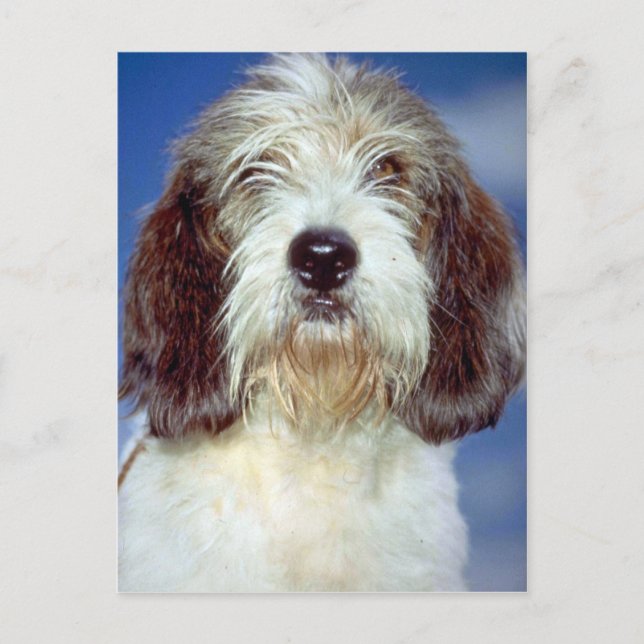 Louis,"""" Petit Basset Griffon de Vendeen Postcard (Front)