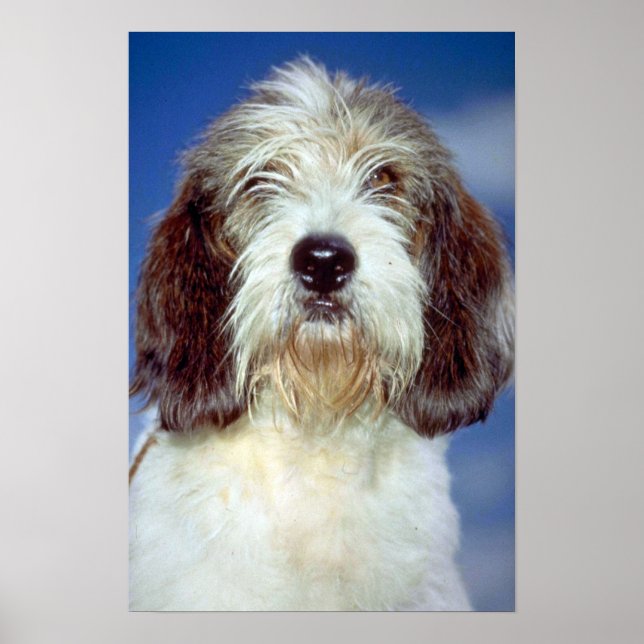 Louis,"""" Petit Basset Griffon de Vendeen Poster (Front)