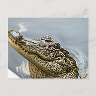 Louisiana Alligator postcard