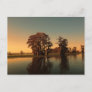 Louisiana bayou and cypress trees at sunset light postcard