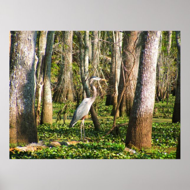 Louisiana Bird in Swamp Poster (Front)