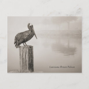 Louisiana Brown Pelican Postcard