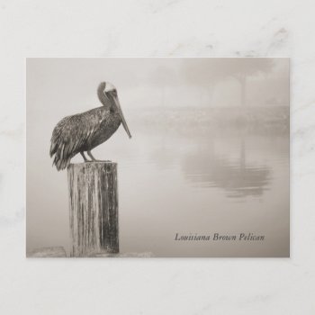 Louisiana Brown Pelican Postcard by EnchantedBayou at Zazzle