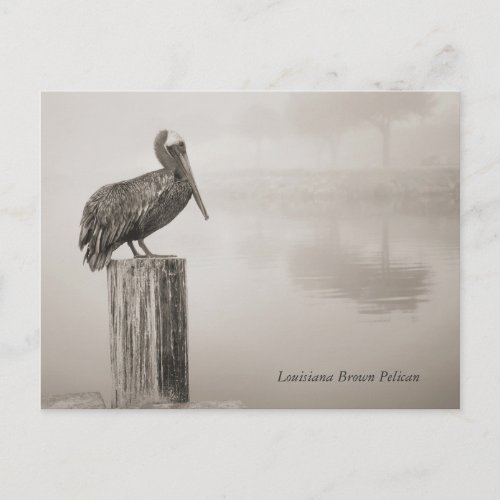 Louisiana Brown Pelican Postcard