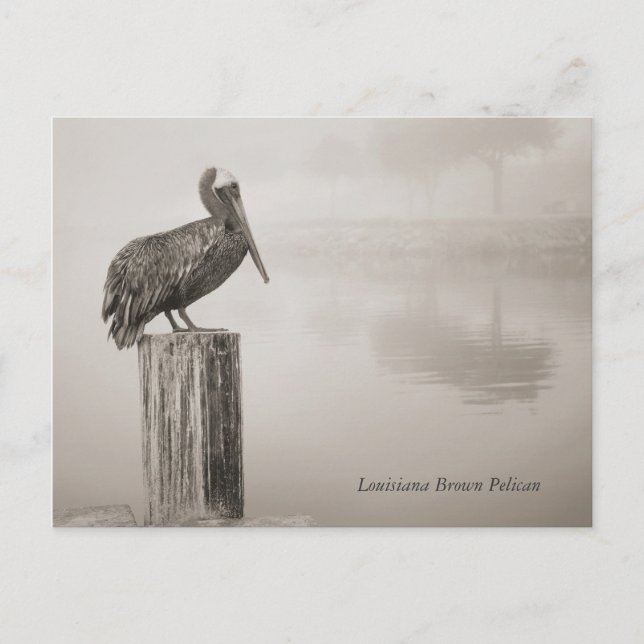 Louisiana Brown Pelican Postcard (Front)