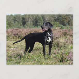 louisiana catahoula leopard dog postcard