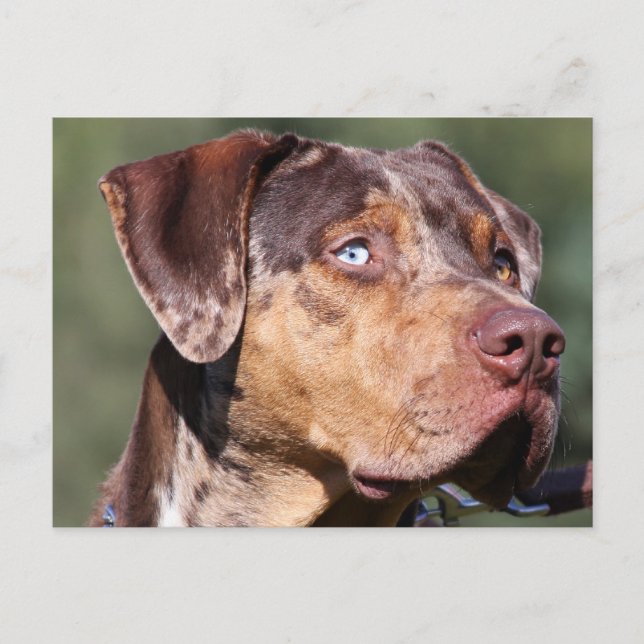 louisiana catahoula leopard dog postcard (Front)