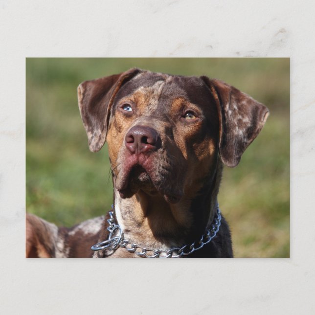 louisiana catahoula leopard dog postcard (Front)