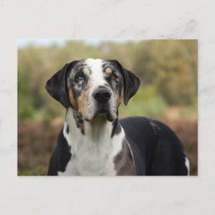 louisiana catahoula leopard dog postcard