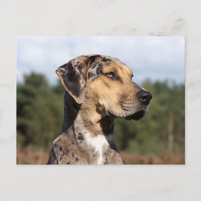 louisiana catahoula leopard dog postcard (Front)