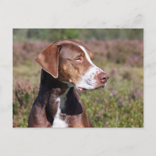 louisiana catahoula leopard dog postcard