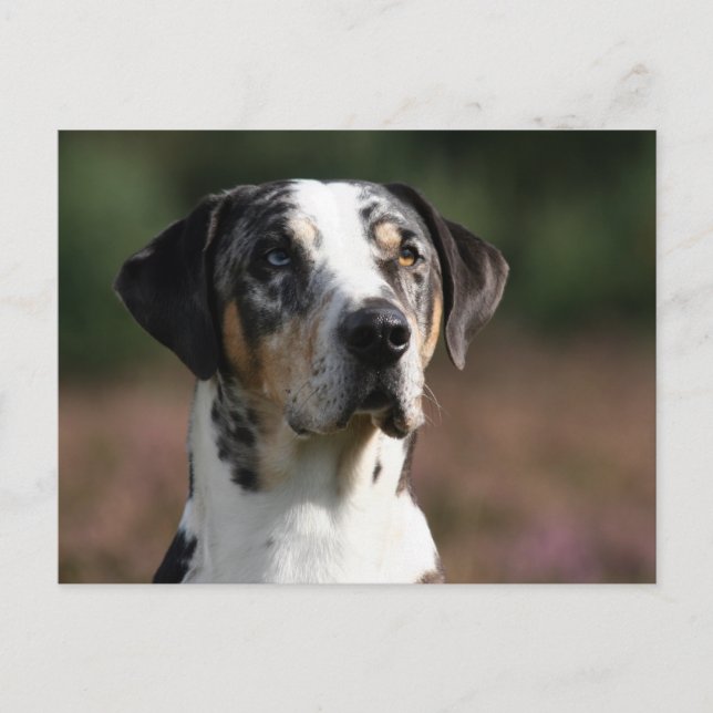 louisiana catahoula leopard dog postcard (Front)