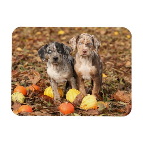 Louisiana Catahoula Puppies With Pumpkins Magnet