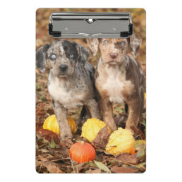 Louisiana Catahoula Puppies With Pumpkins Mini Clipboard