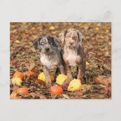 Louisiana Catahoula Puppies With Pumpkins Postcard