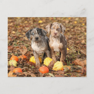 Louisiana Catahoula Puppies With Pumpkins Postcard