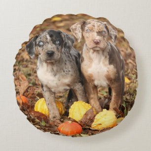 Louisiana Catahoula Puppies With Pumpkins Round Pillow