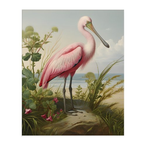 Louisiana Coast Roseate Spoonbill Acrylic Print