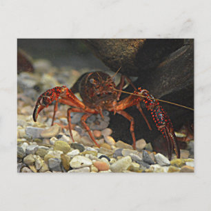 Louisiana Crawfish Postcard