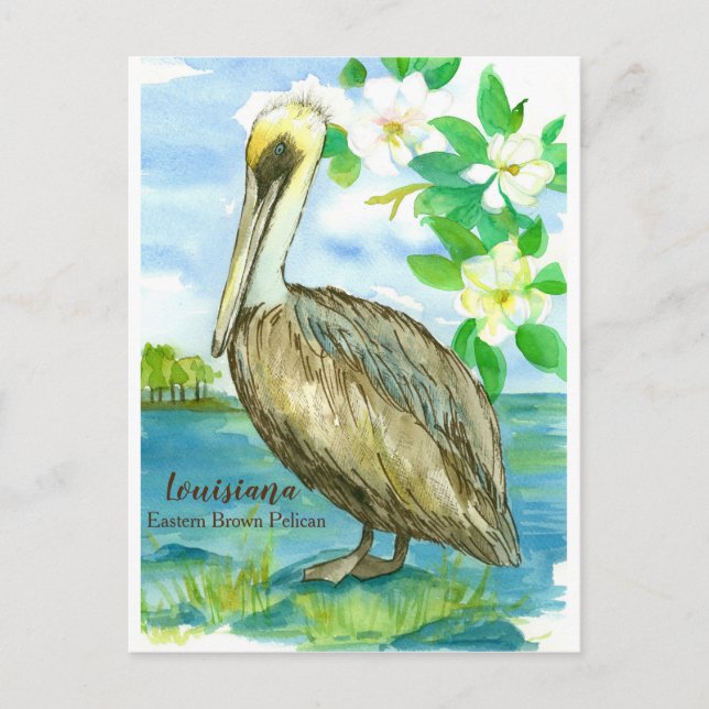 Louisiana Eastern Brown Pelican State Bird Postcard (Front)
